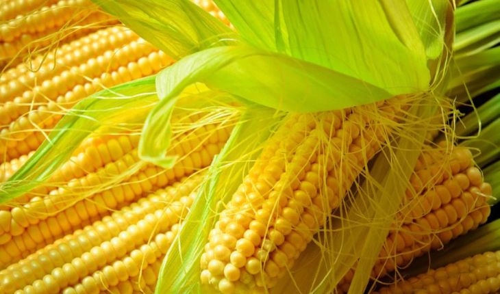 Fresh Maize Exporter NS Global Trade Exports