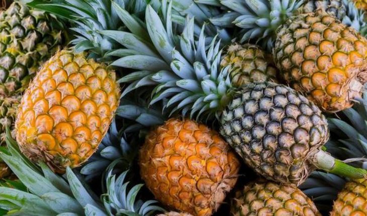 Fresh Pineapple Exporter NS Global Trade Exports